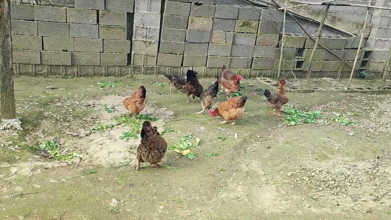 Peaceful Village Life | Chickens and Roosters Eating Grain