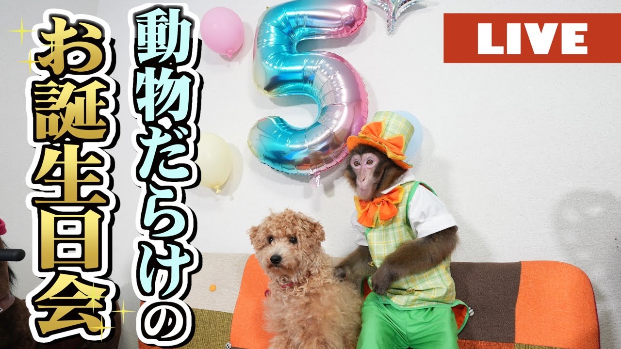 ルートくんのお誕生日を犬たちとワチャワチャお祝いする生配信！