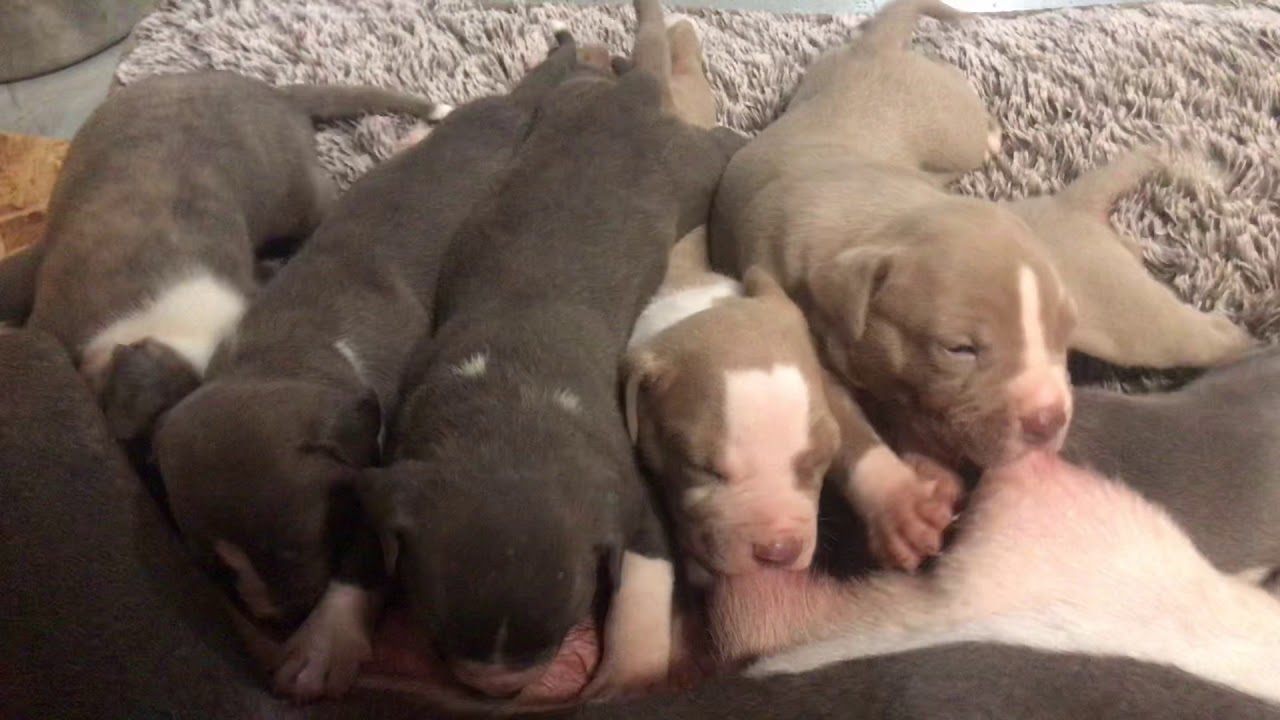 pit bull puppies sucking at  3 weeks old.