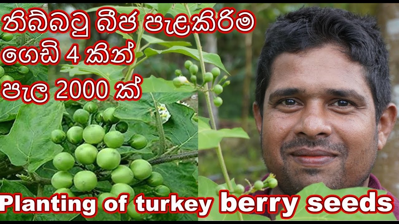 තිබ්බටු බිජපැලකිරිම thibbatu bija pelakirima  Planting Turkey berry seeds How to grow thibbatu වගාව