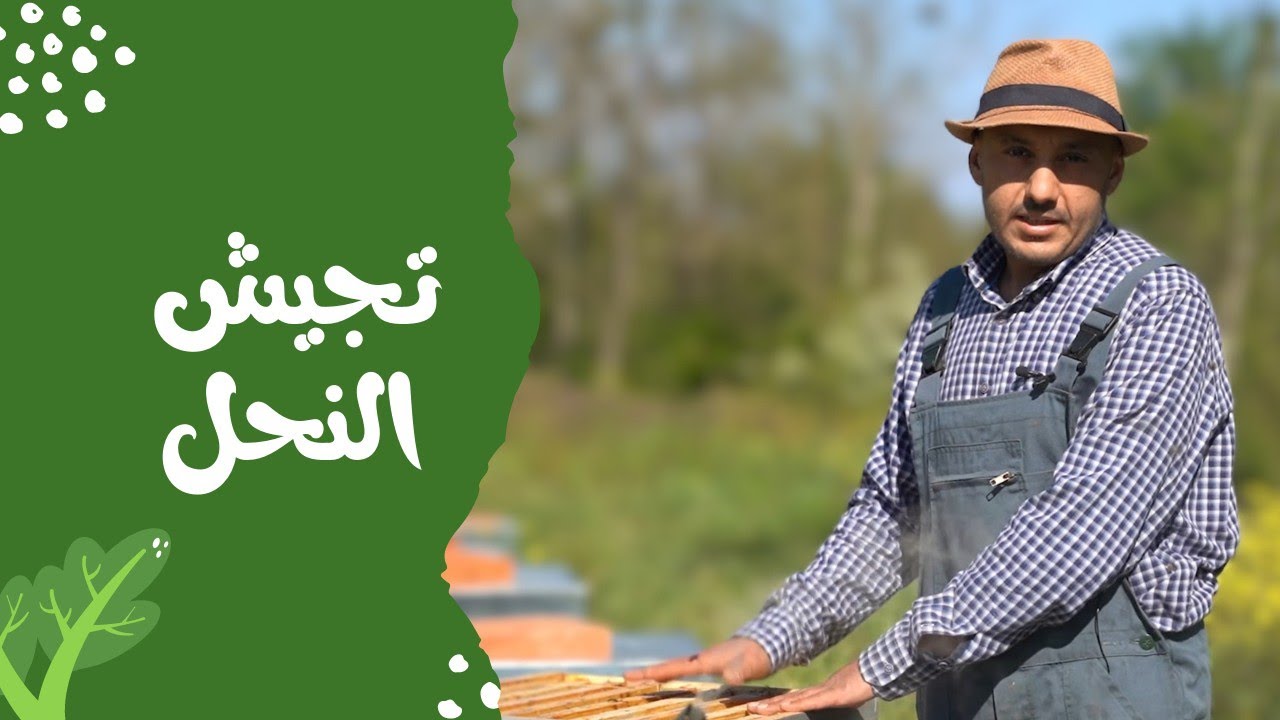 كيفية تجييش النحل لانتاج العسل او تقسيم الخلية .ح 63 .🔵