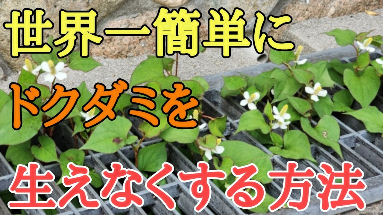 【雑草対策】除草剤や防草シートは必要なし簡単に雑草を生えなくする方法
