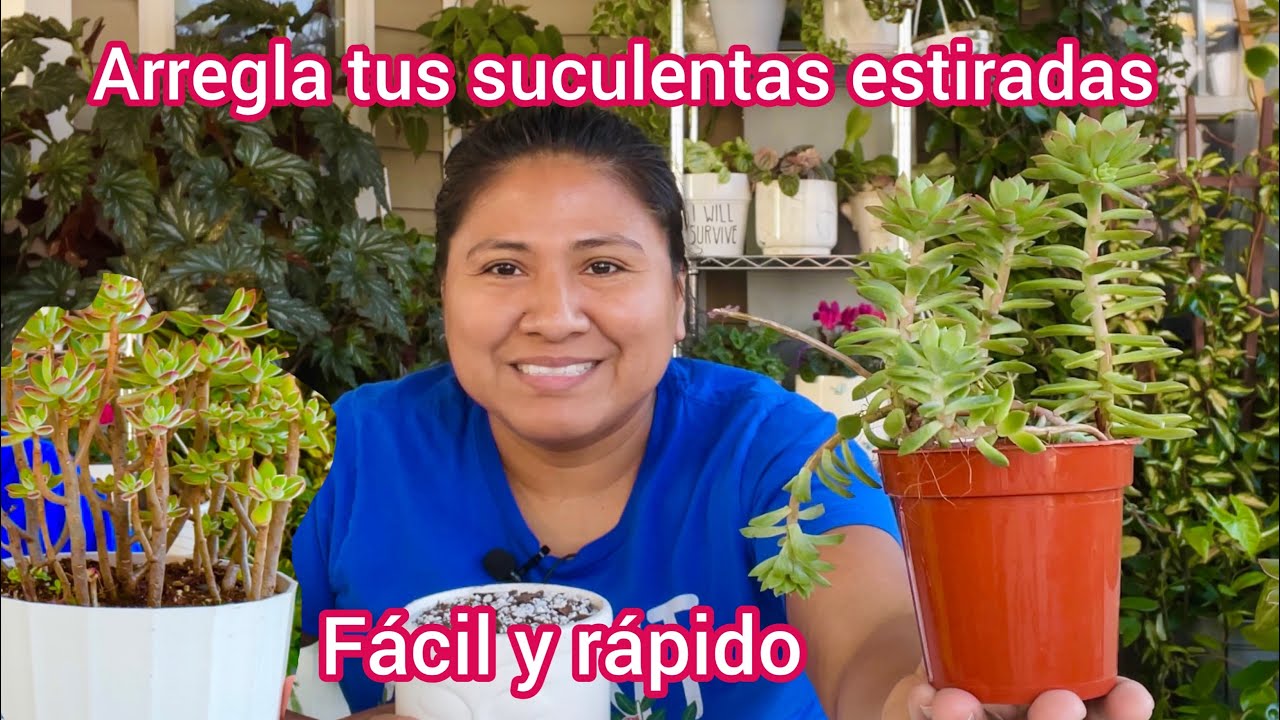 Rescatando Suculentas mira que fácil |Ivet Suculentas y mas