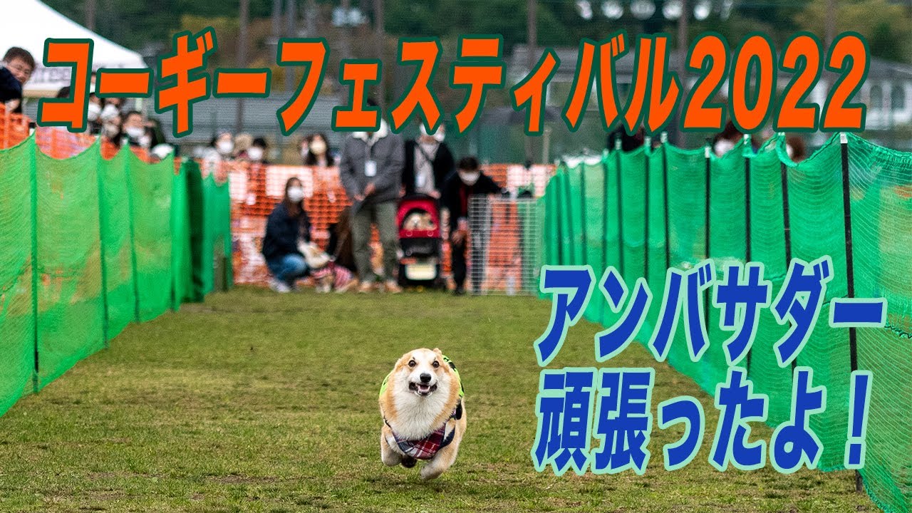 これぞコーギーパラダイス！【コギフェス2022前編】
