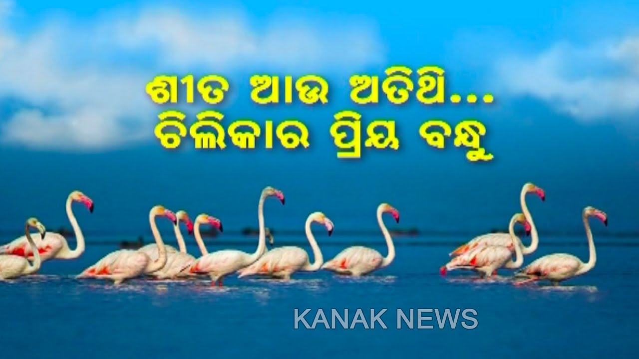Beautiful Migratory Birds Started Arriving in Chilika