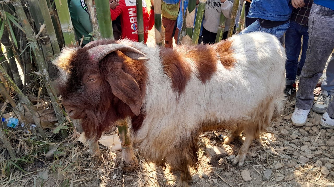 काैडिन्य गाेत्री आचार्यको कुलपुजा विषेश (बाेका पर्सने कार्यक्रम )
