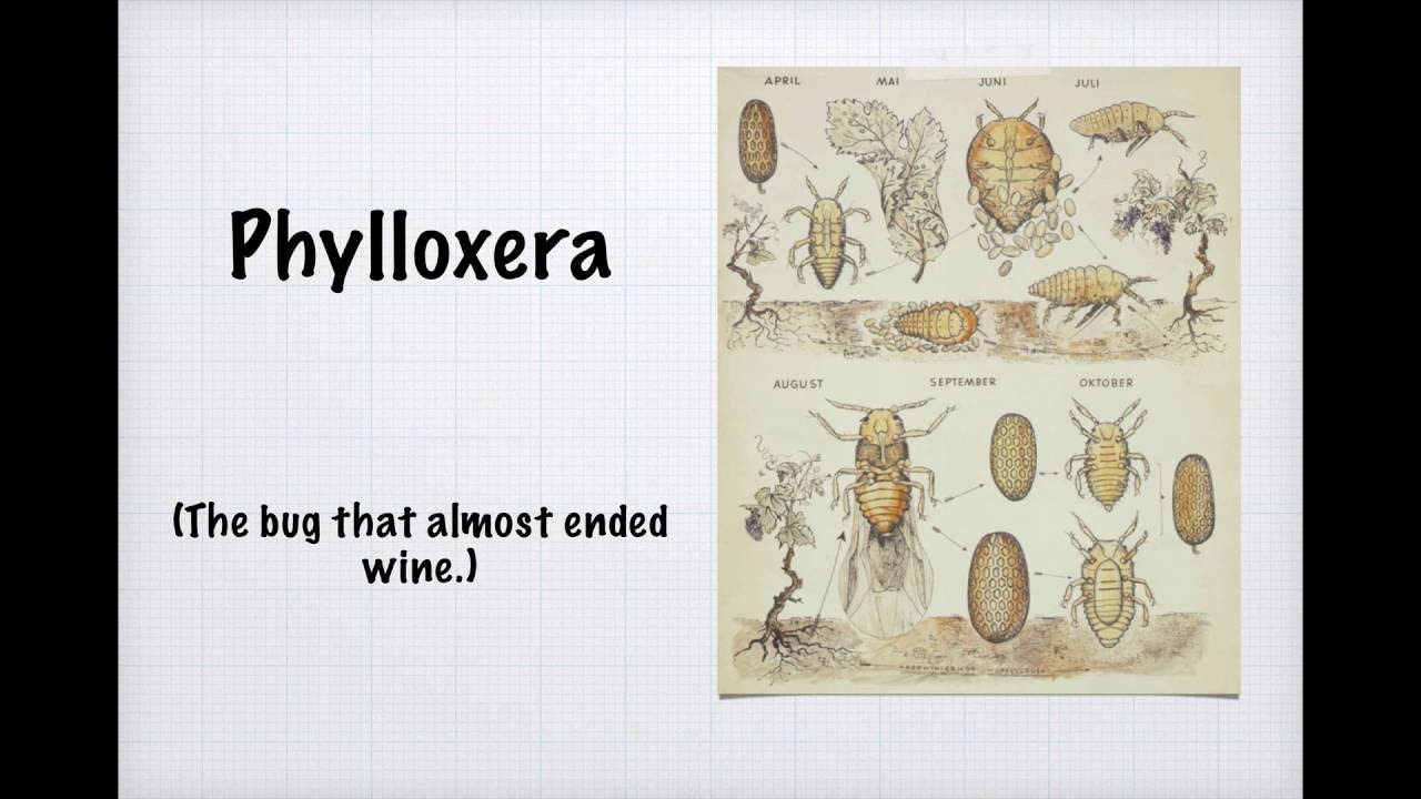 Winecast: Филлоксера
