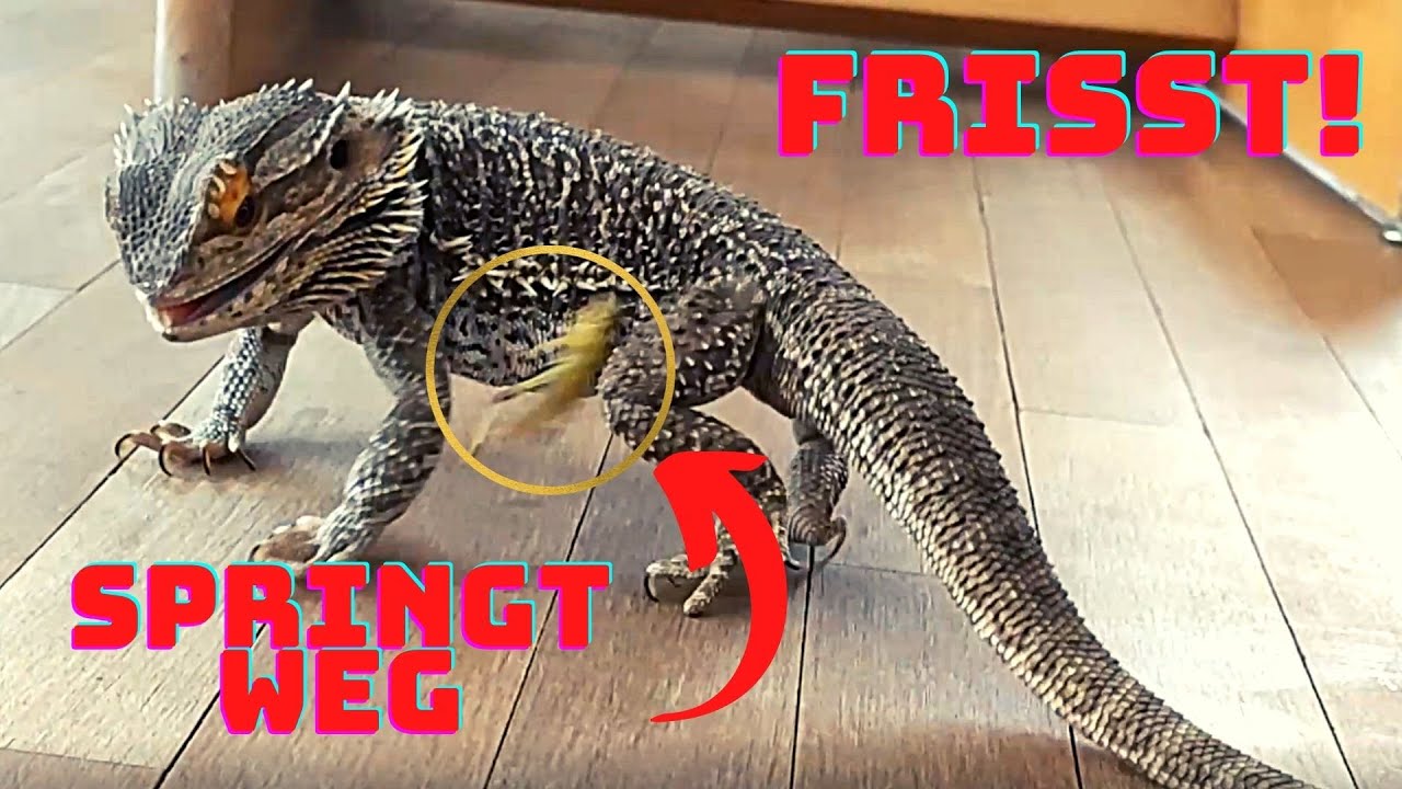Bartagame Frisst Heuschrecken