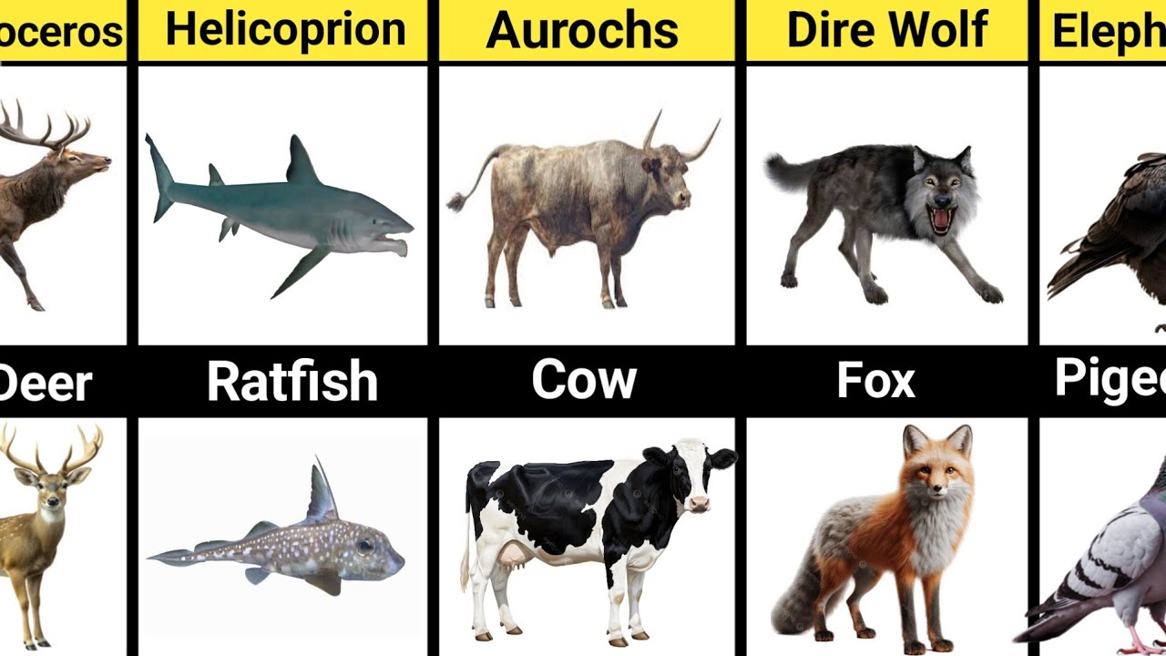 Tiny Animals That Were Once Giant Creatures