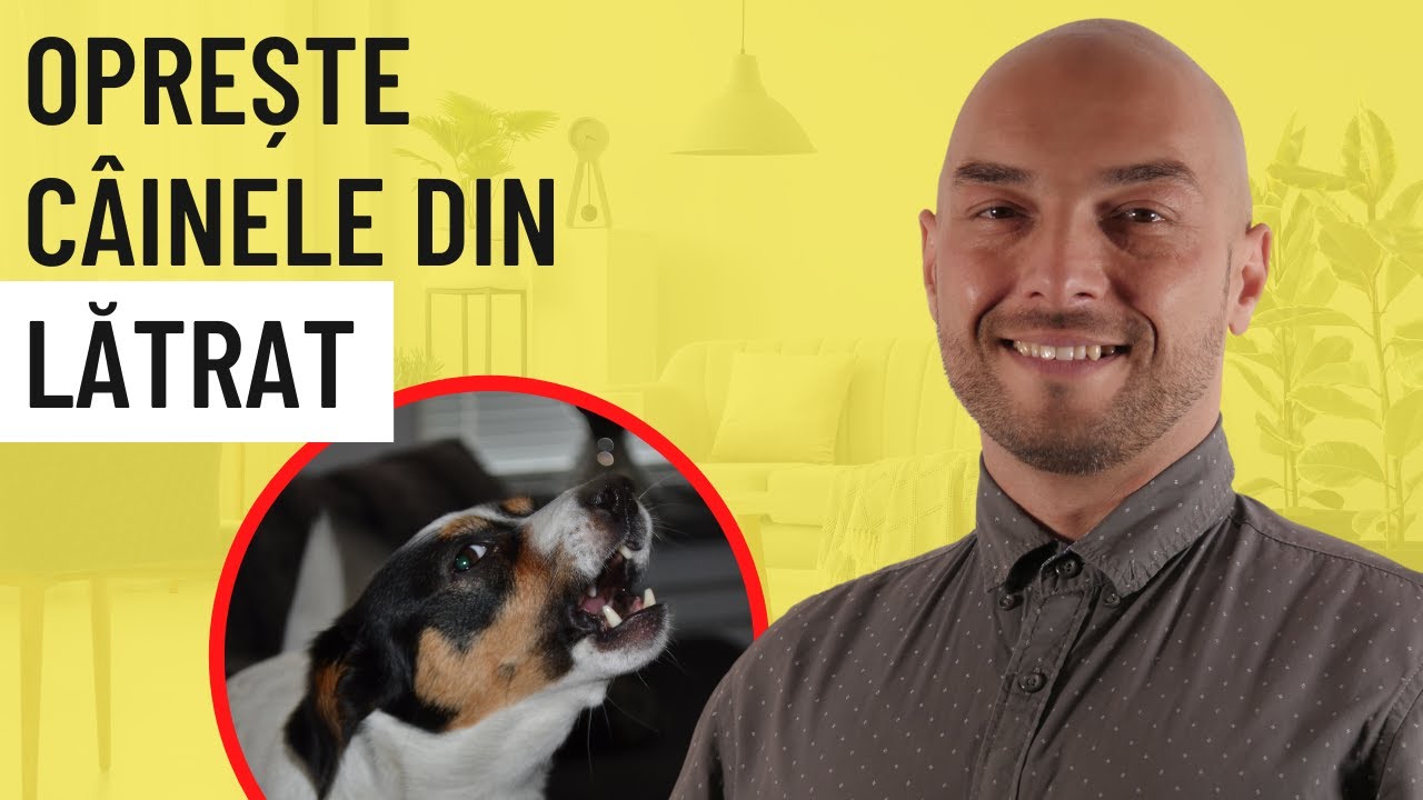 Cum să îți faci câinele să nu mai latre