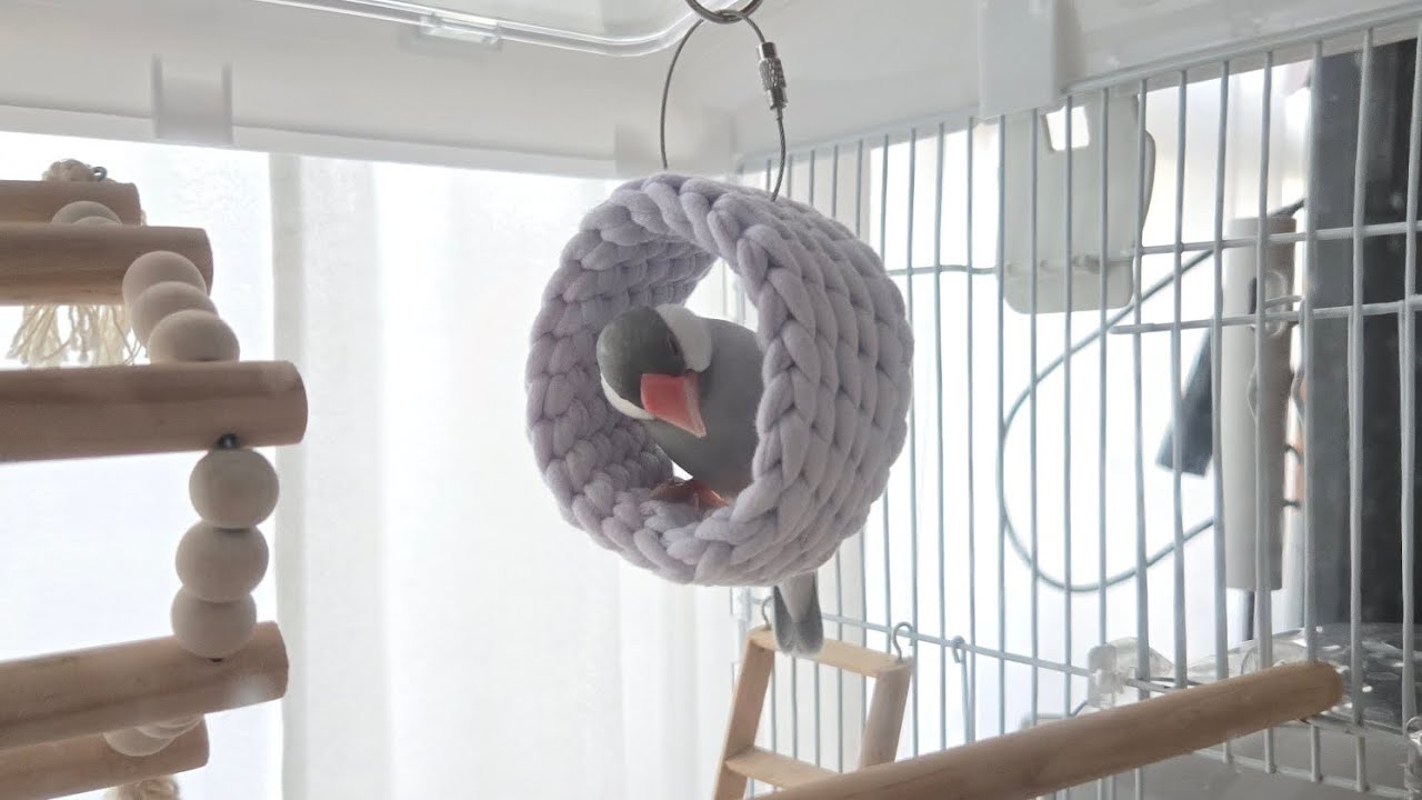 【文鳥Vlog】ホヨヨボールで溶けていく過程