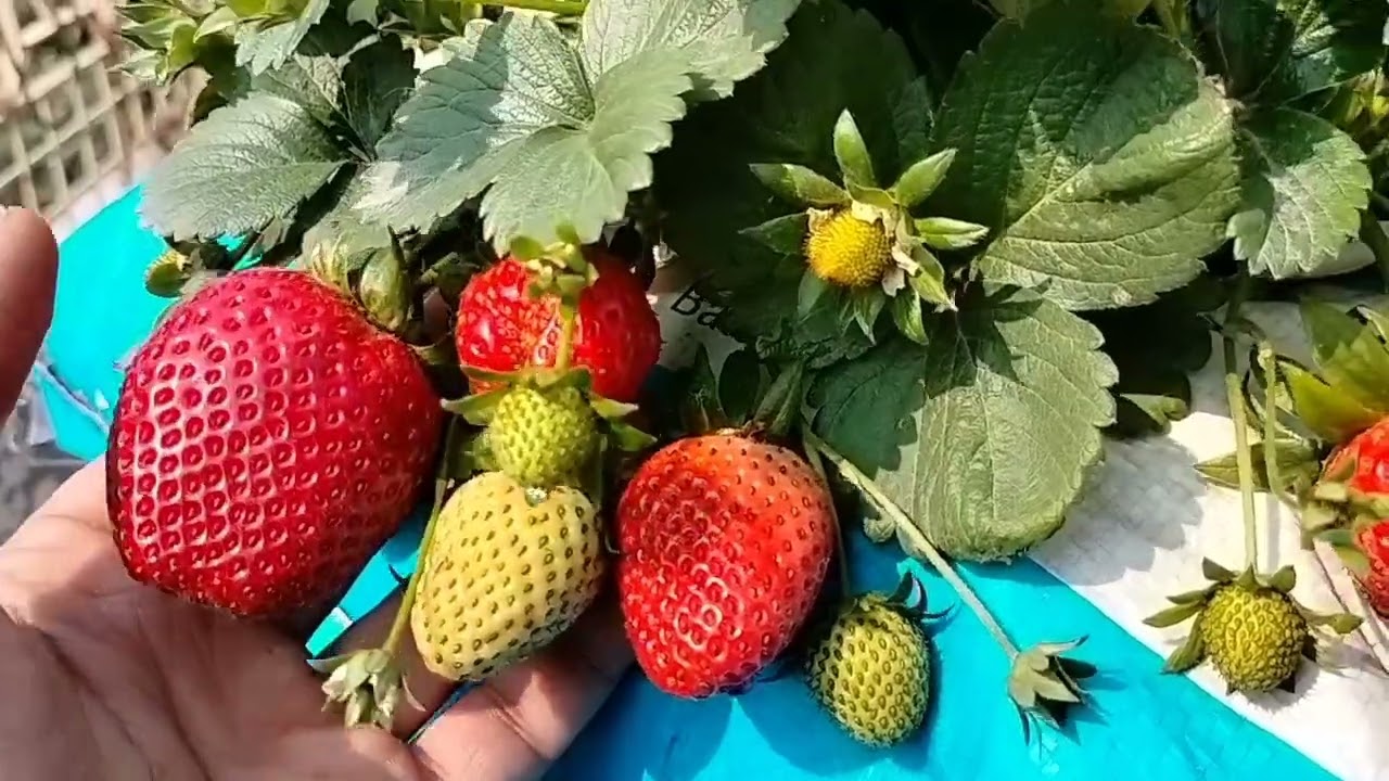 Strawberries 🍓🍓🍓