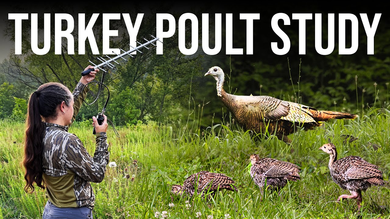 Tracking Turkey Success | Poult Survival Research in Kentucky