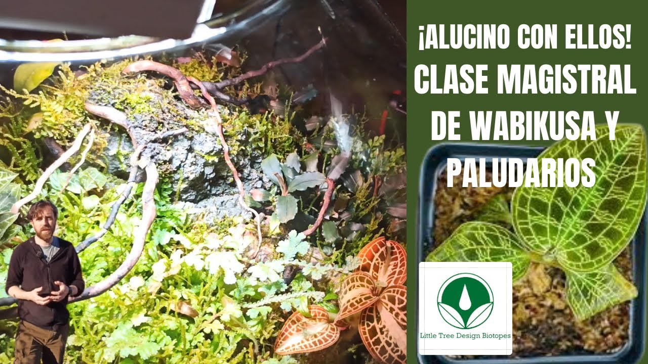 Cómo hacer PALUDARIOS y WABIKUSA clase magistral y tutorial de iniciación | Little tree design
