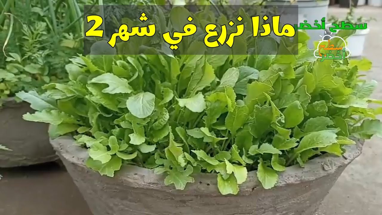 بكل سهولة خطوات و نصائح زراعة جميع أنواع الخضروات 🌱🌱