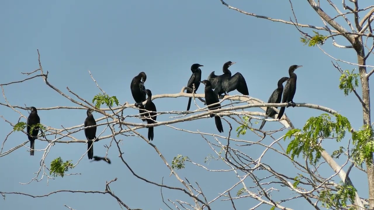 Amazing 😻 A Peaceful Bird Sanctuary Celebrating Nature  Wild Life Hiding a Lot Of Mystery