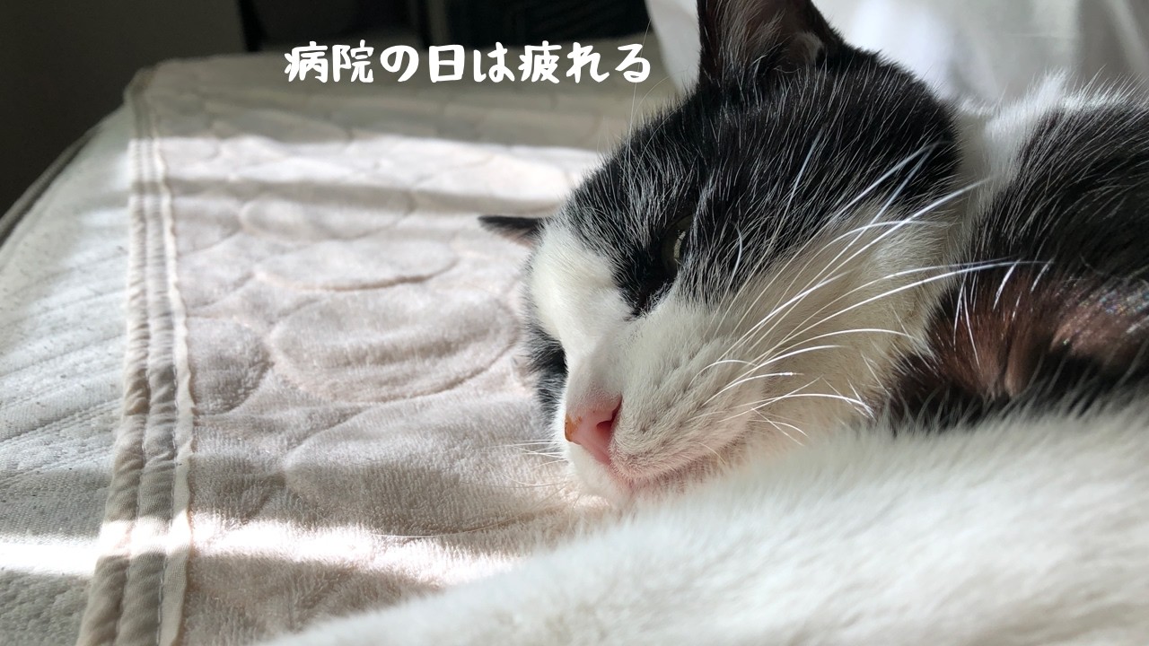 我が家のニャンコ＃24｜2025年1月