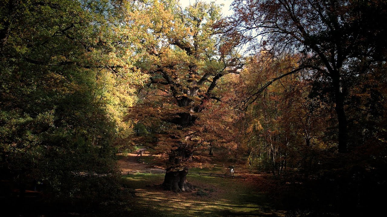 Die Ivenacker Eichen - Ein Naturmonument