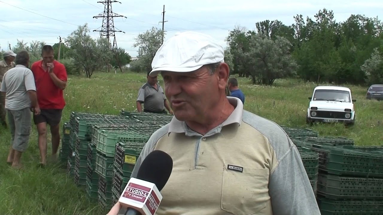 Fazani Ungurești pentru Moldova