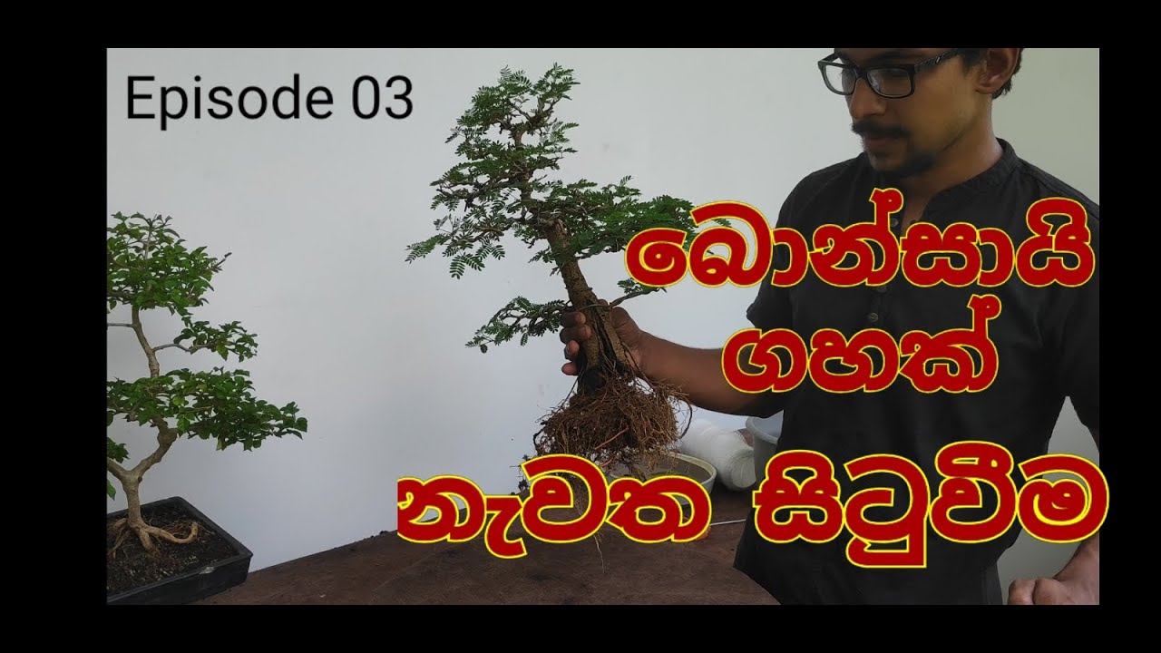 How to re pot a bonsai plant? bonsai in sri lanka :බොන්සායි පැළයක් නැවත බඳුන් කරන්නේ කෙසේද?
