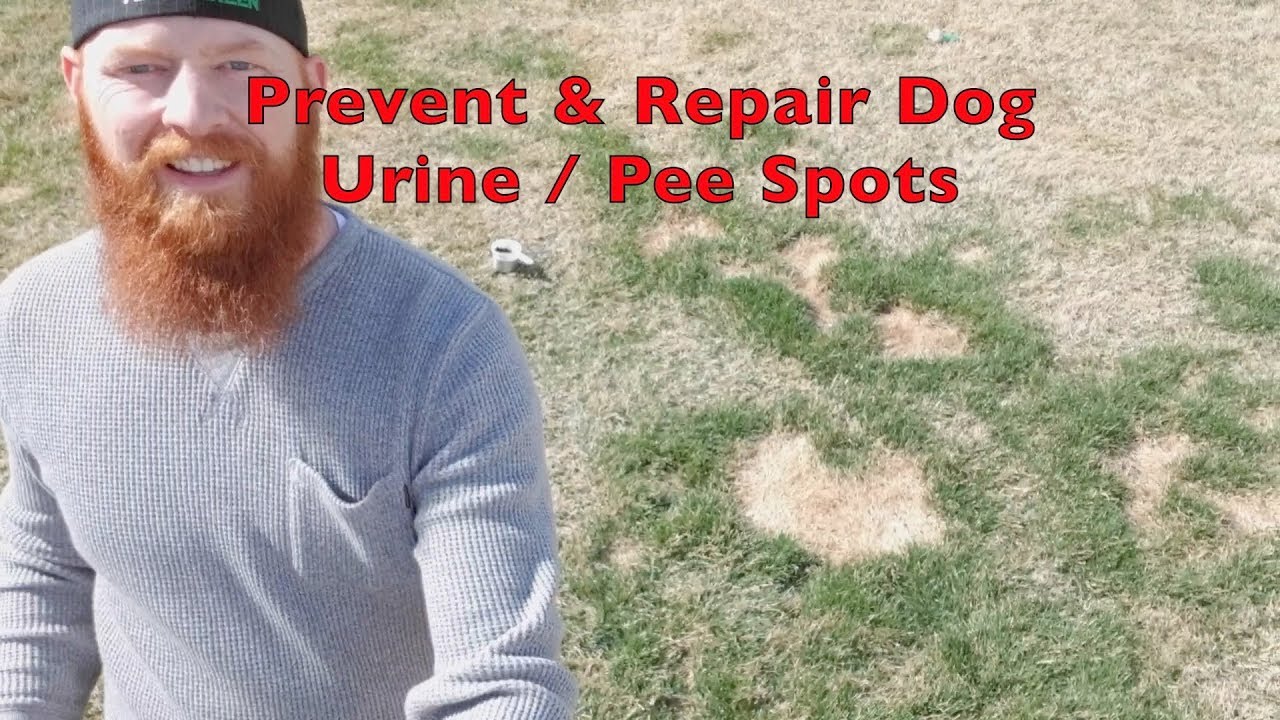 How to repair and prevent dog urine / pee spots
