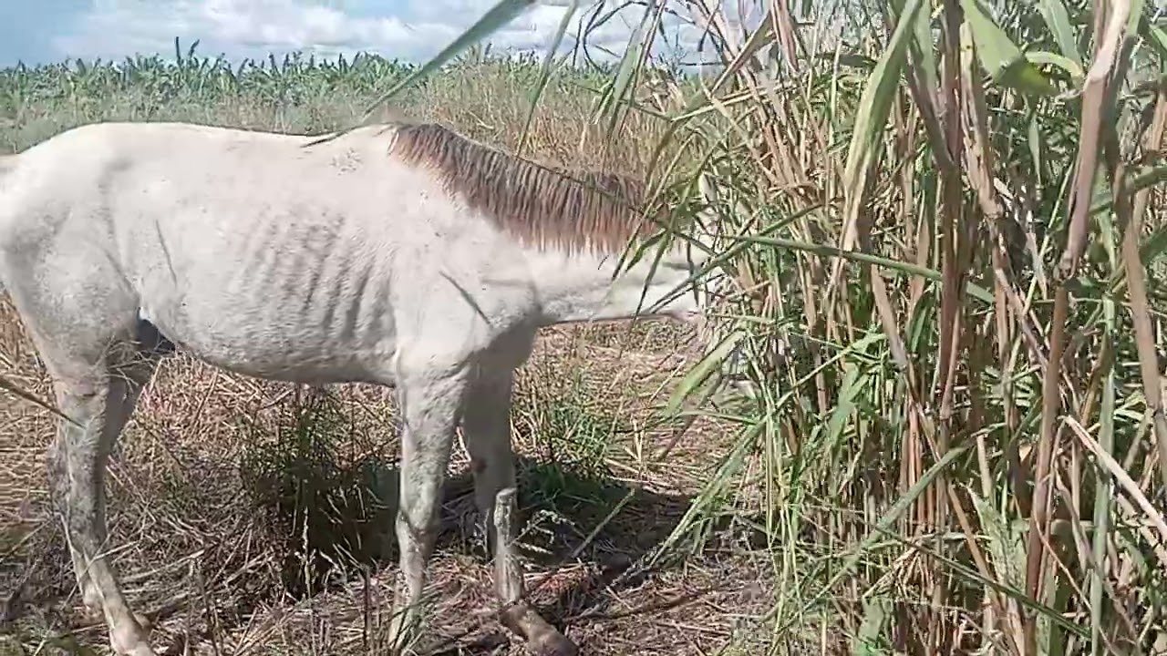 #animais #cavalo #hoses #hose #viralshort #viralizounainternet #viralizei #foyur #horse #cavalos #fy