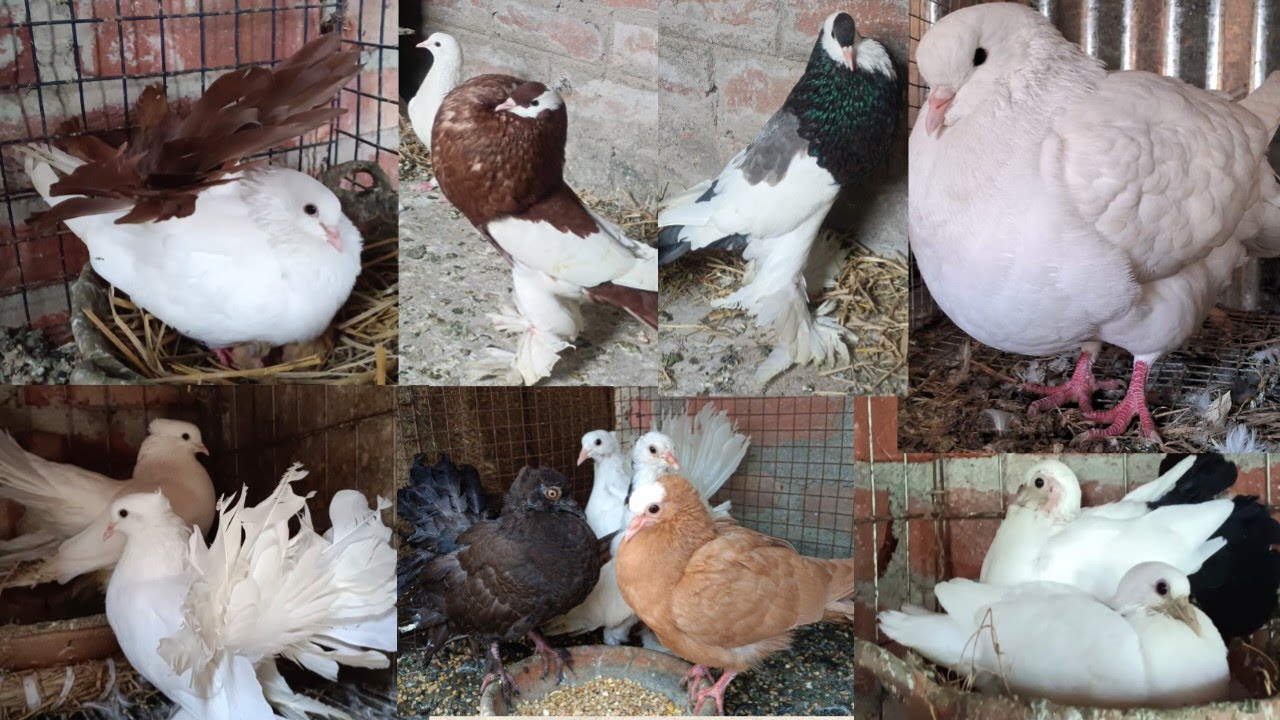 My Farm Fancy pigeons baby progress Supaul bihar pigeons Bird Farm