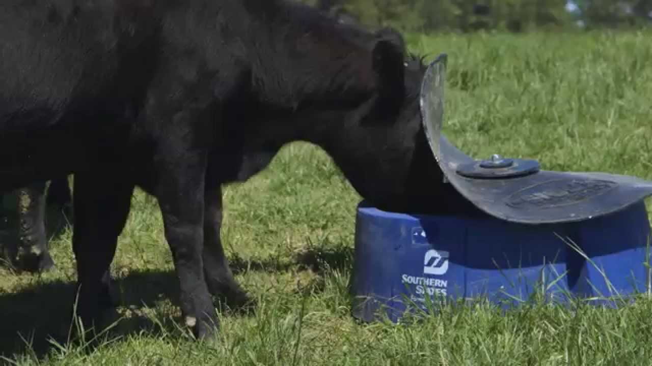The Importance of Mineral Programs for Beef Cattle