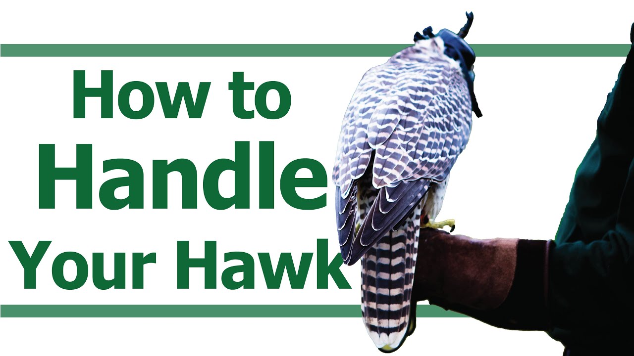 HOW TO HANDLE YOUR HAWK | How to walk with your hawk | How to pick up your hawk