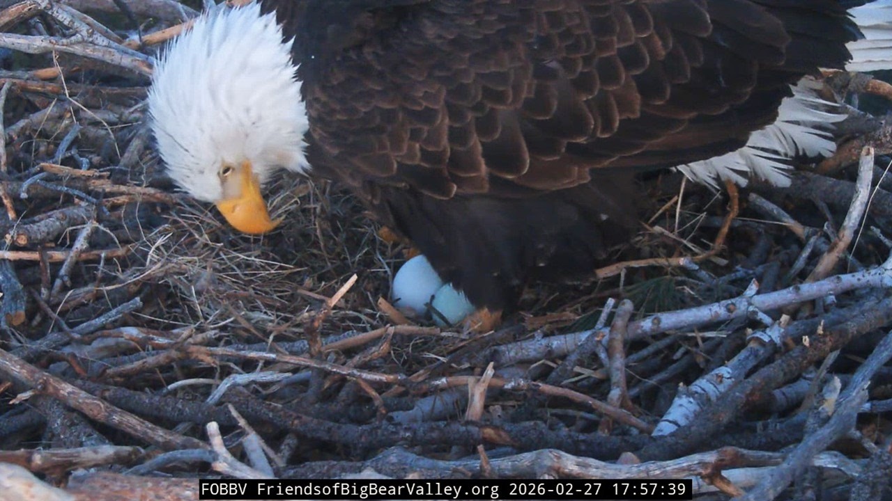 FOBBVCAM Eagles🦅Jackie Delivers Egg #2 of Second Clutch🥚🥚 Congrats Jackie & Shadow!🎉 2026 Feb 27
