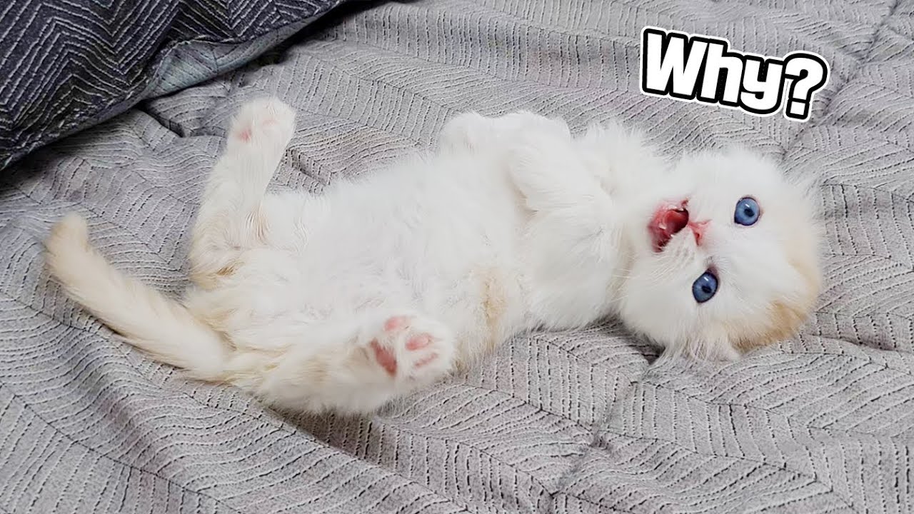 When I Call my Kitten, He Answers! The Best Cute Meow // 이름을 부르면 크게 대답하는 똑똑한 아기 고양이