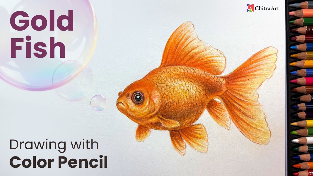 Goldfish Drawing Realistic Color Pencil Step by Step | How to Draw a Goldfish