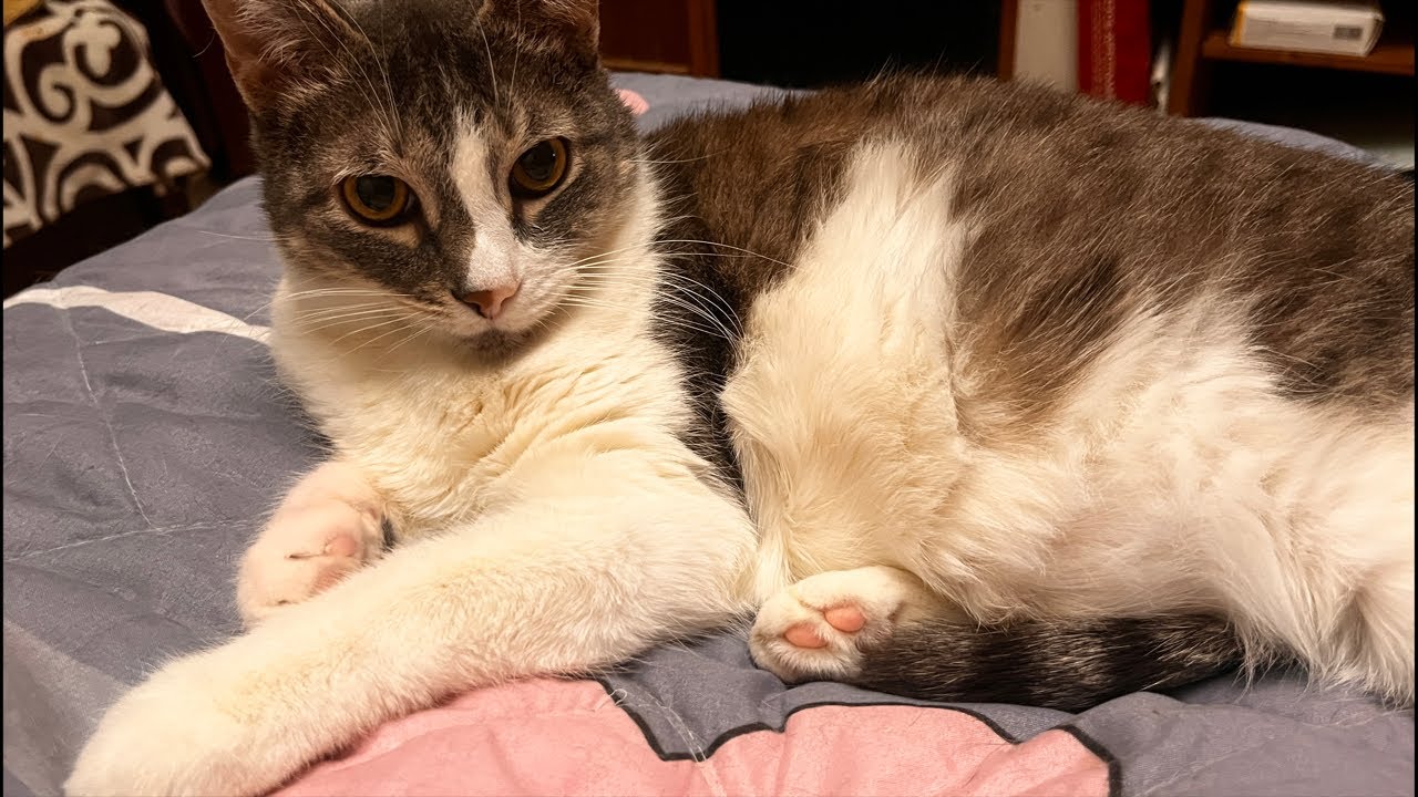 Melissa cat February 13 night stream