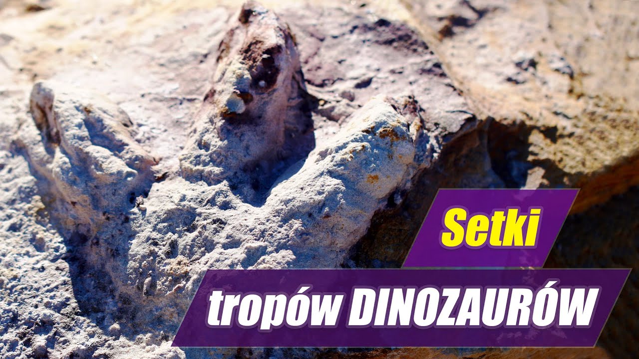 Gdzie w Polsce spacerowały dinozaury? - unikatowe odkrycie!
