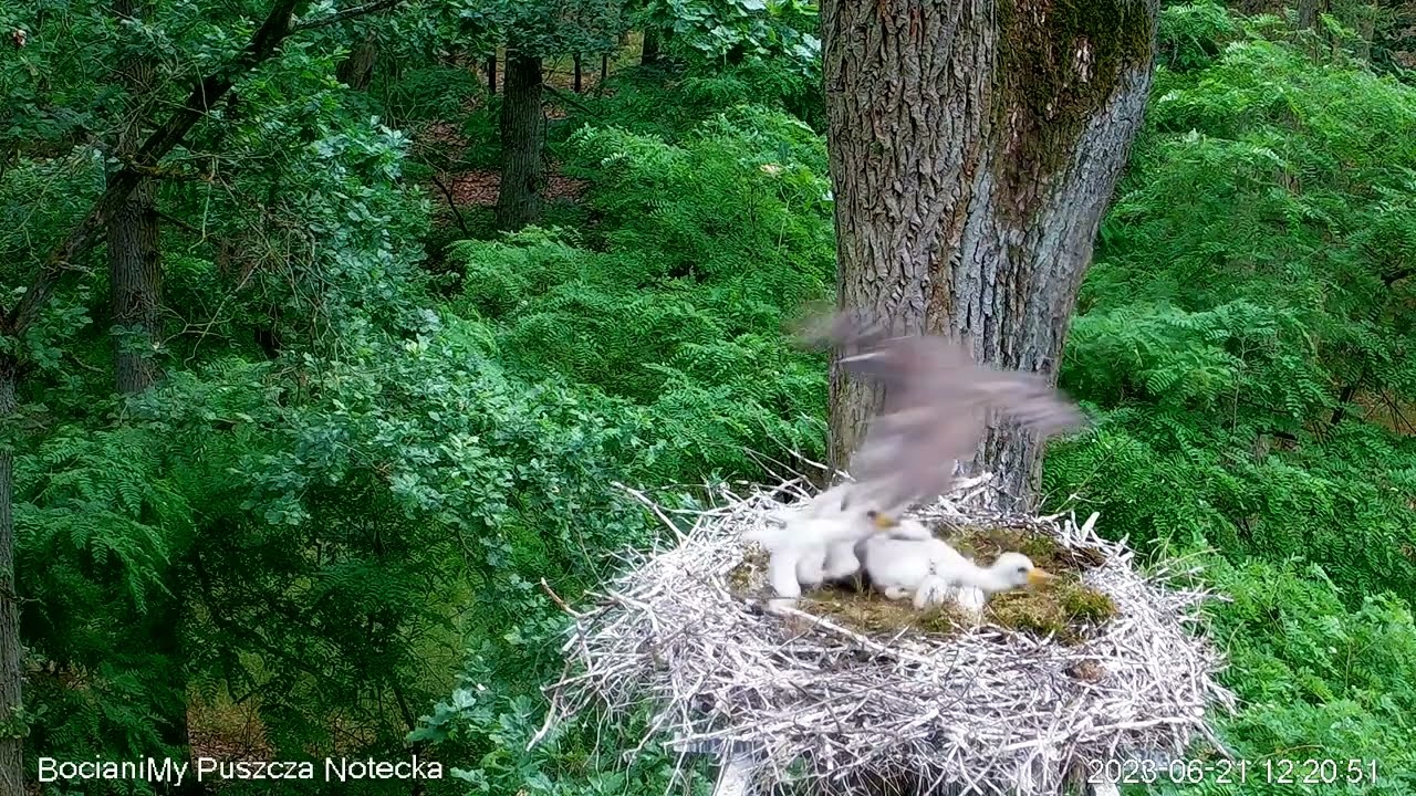 Atak jastrzębia na 16/20 dniowe pisklęta bocianów / Hawk attack on 16/20 day old stork chicks