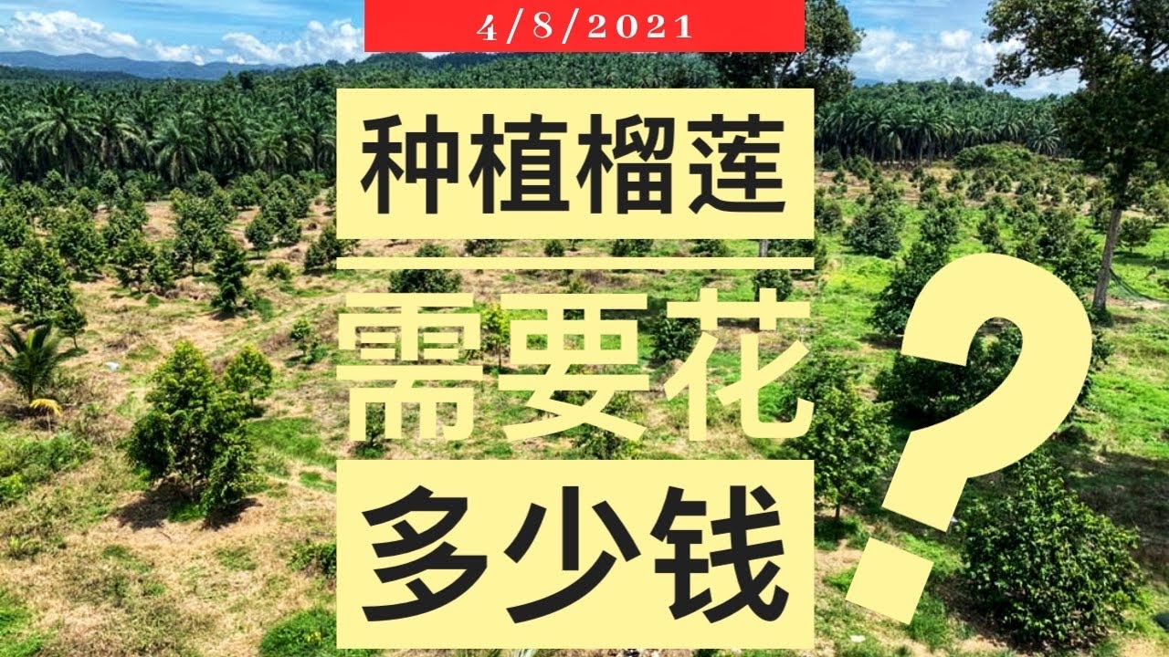 种植榴莲到底要花多少钱?! #榴莲 #猫山王榴莲 #榴莲种植 #榴莲聊一聊｜Vlog307【6大支出💰】