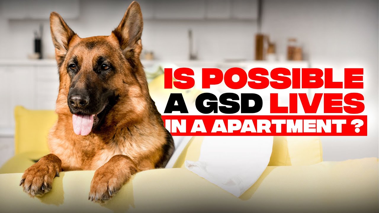 Can a German Shepherd Live in an apartment?(Detailed Tips).