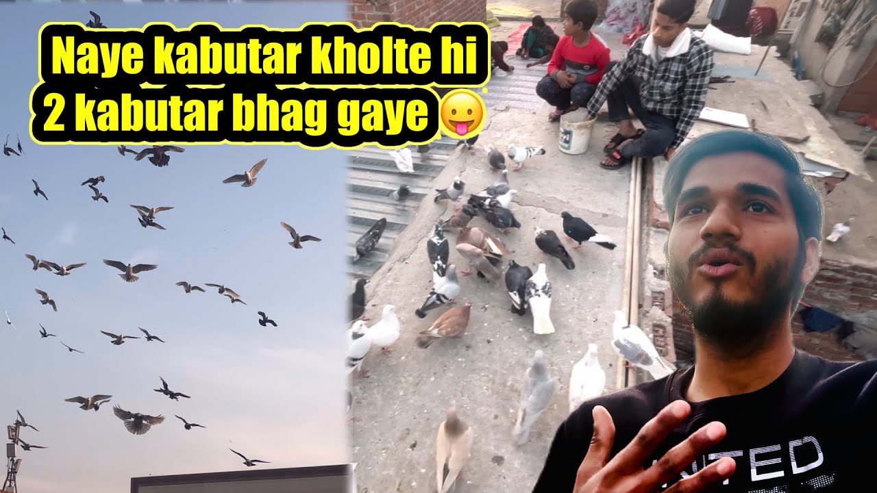 Aaj Sabhi Naye Kabutar Khol Diye Do kabutar Bhag Gaye 😛 || #pets #vlog #harshpigeontips 