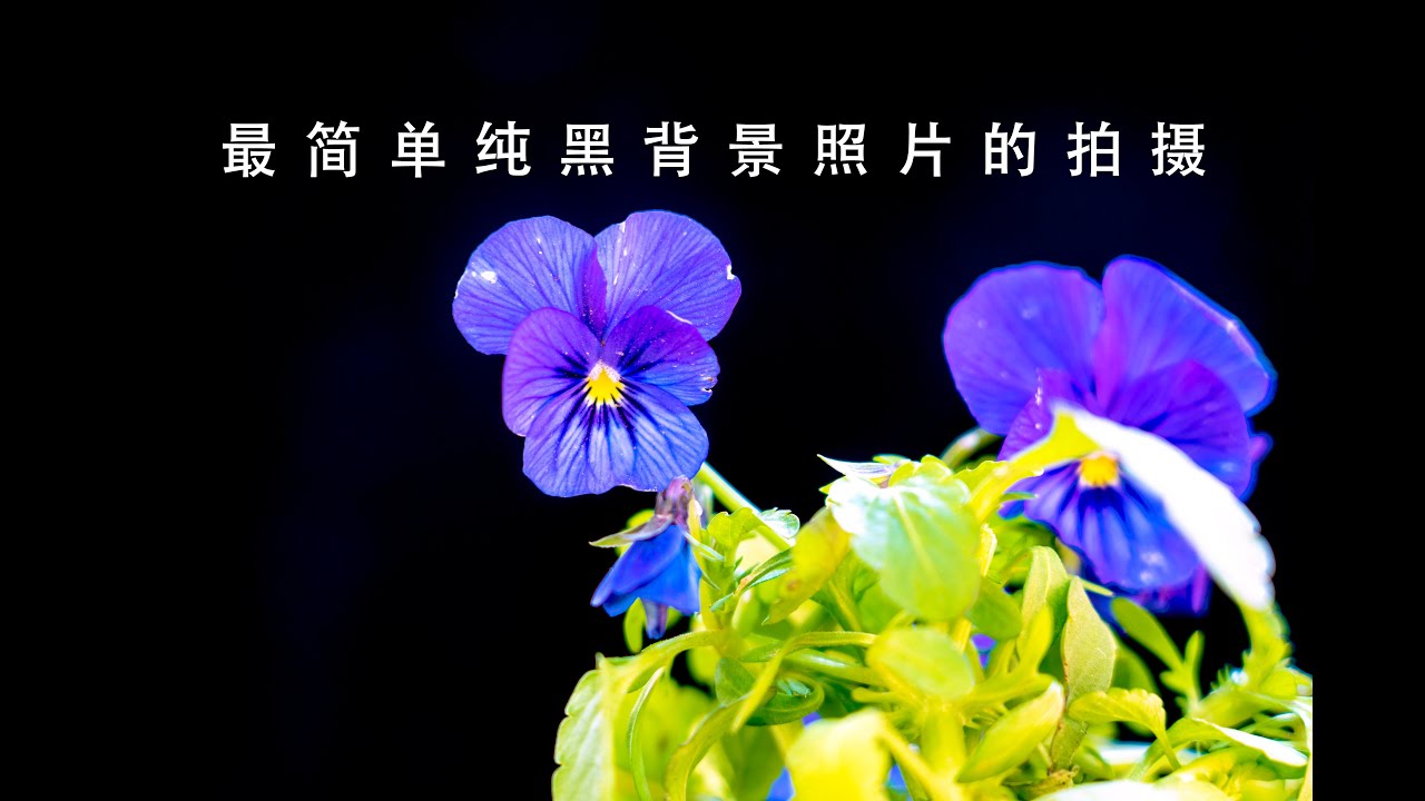 要拍好纯黑背景照片 相机上这个功能要会用 小白怎样拍黑背景照片