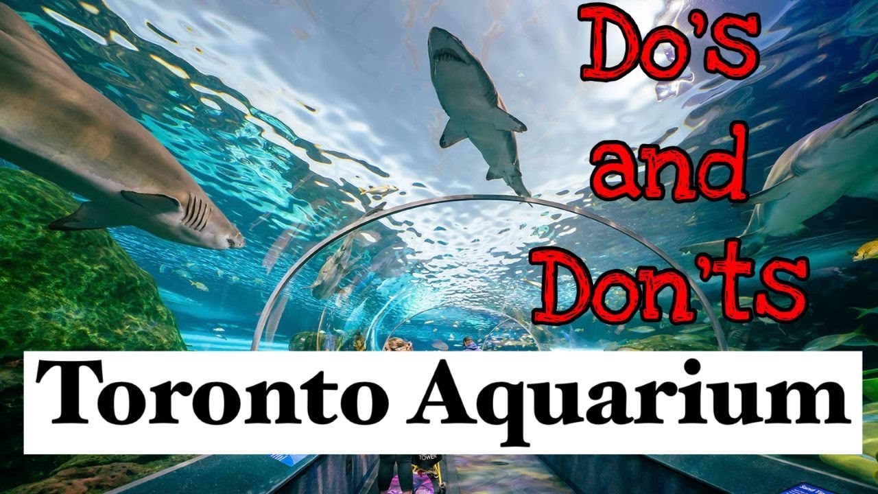 Ripley's Aquarium of Canada in Toronto! Tips, Tour and What NOT to do.