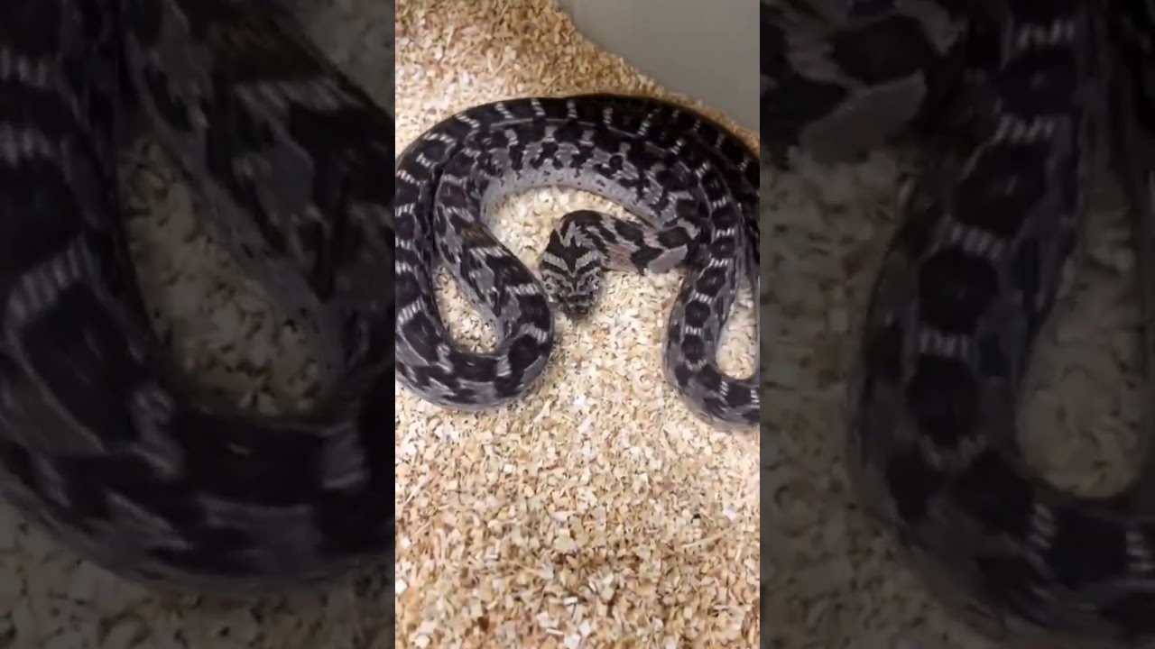 #snakeattack #attack #snakepower #viralvideo #snakeviral #pithon #bigsnake #snakeeagle #shahidsnakes
