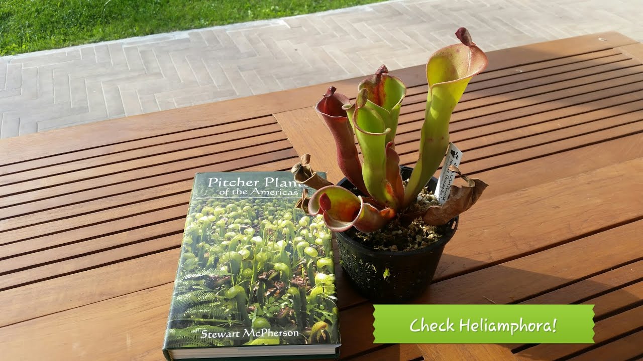 75. HELIAMPHORA CONTROLLO DELLO STATO DELLE PIANTE DEL VIDEO 27. CONSIDERAZIONI DI COLTIVAZIONE