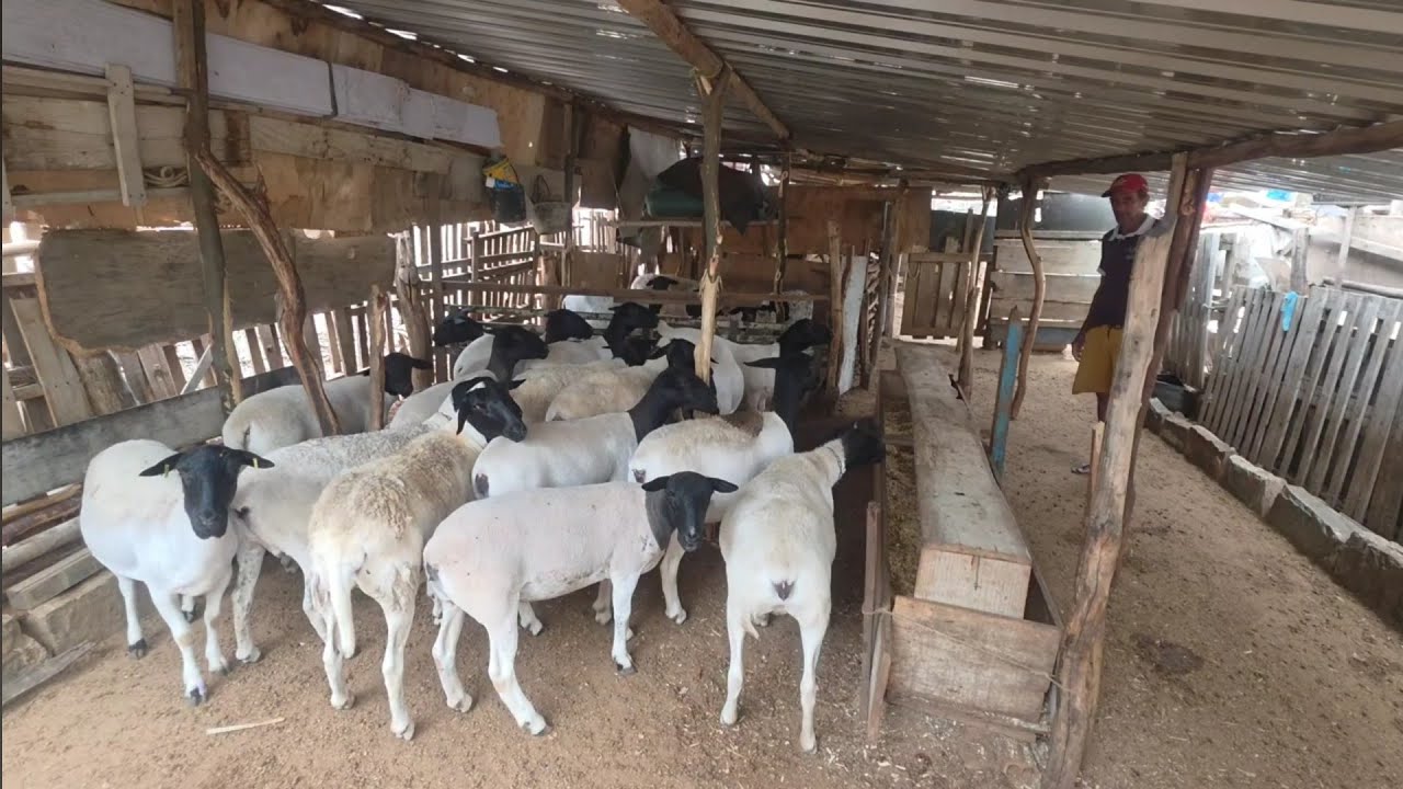 VISITA A CRIAÇÃO DE PARAIBA DO GADO 
