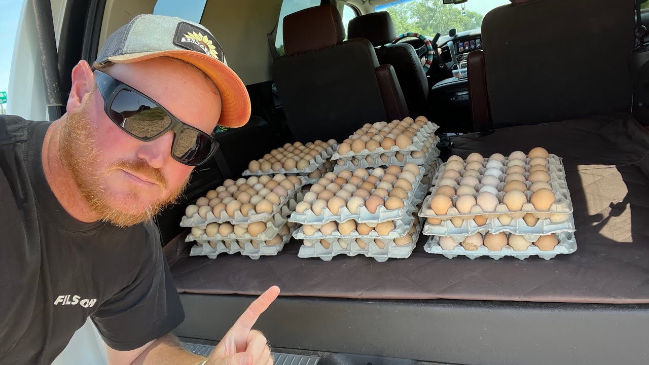 How To Become A Wholesale Egg Dealer!