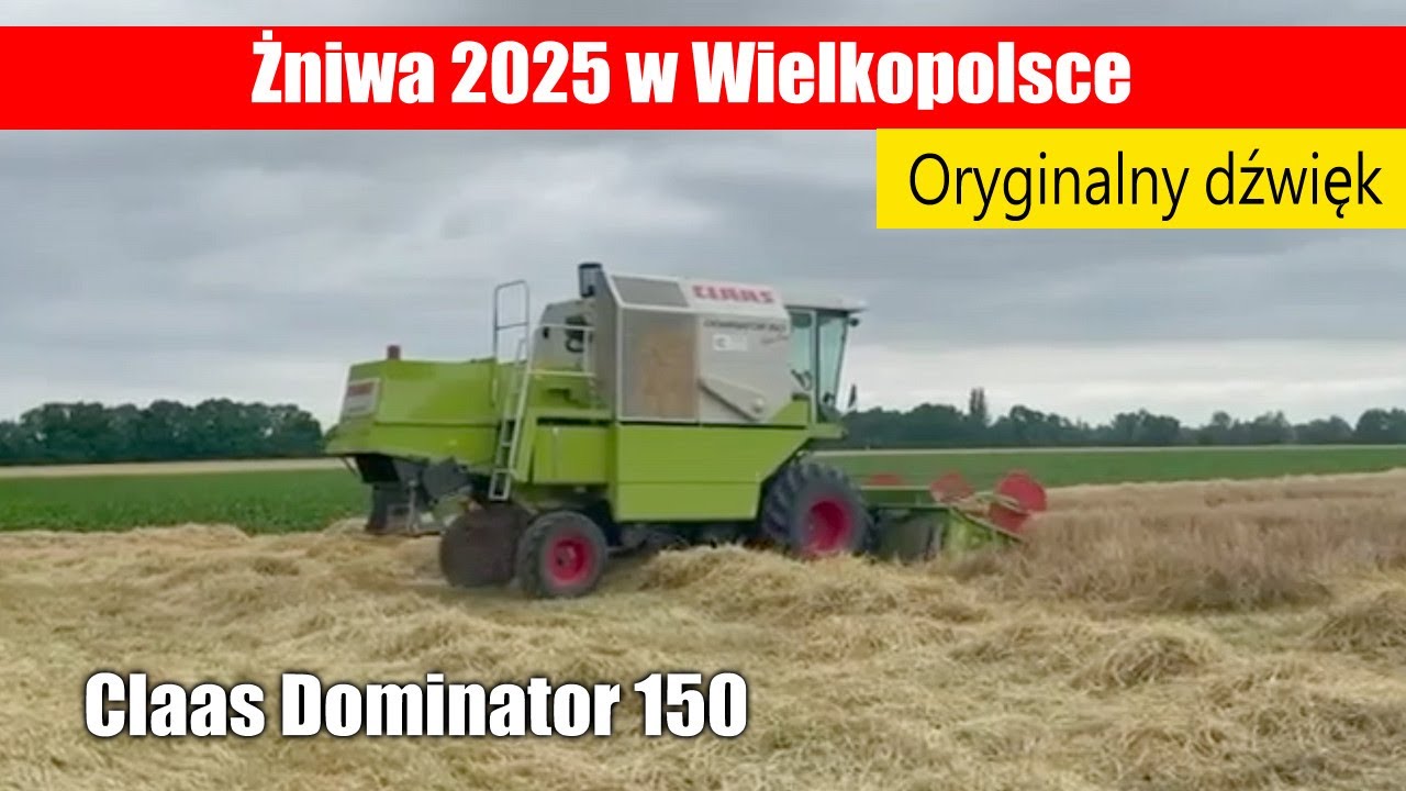 Żniwa 2025 w Wielkopolsce - Claas Dominator 150
