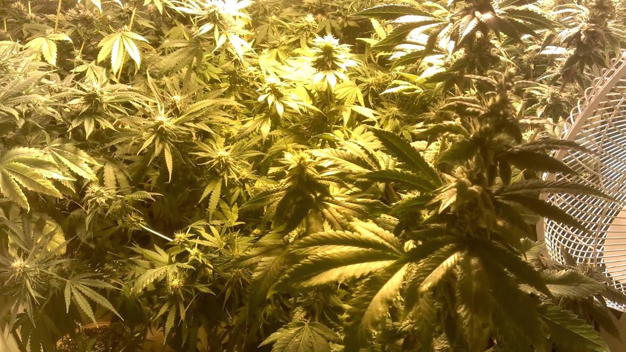 Cycle 3 Week 5 Flower