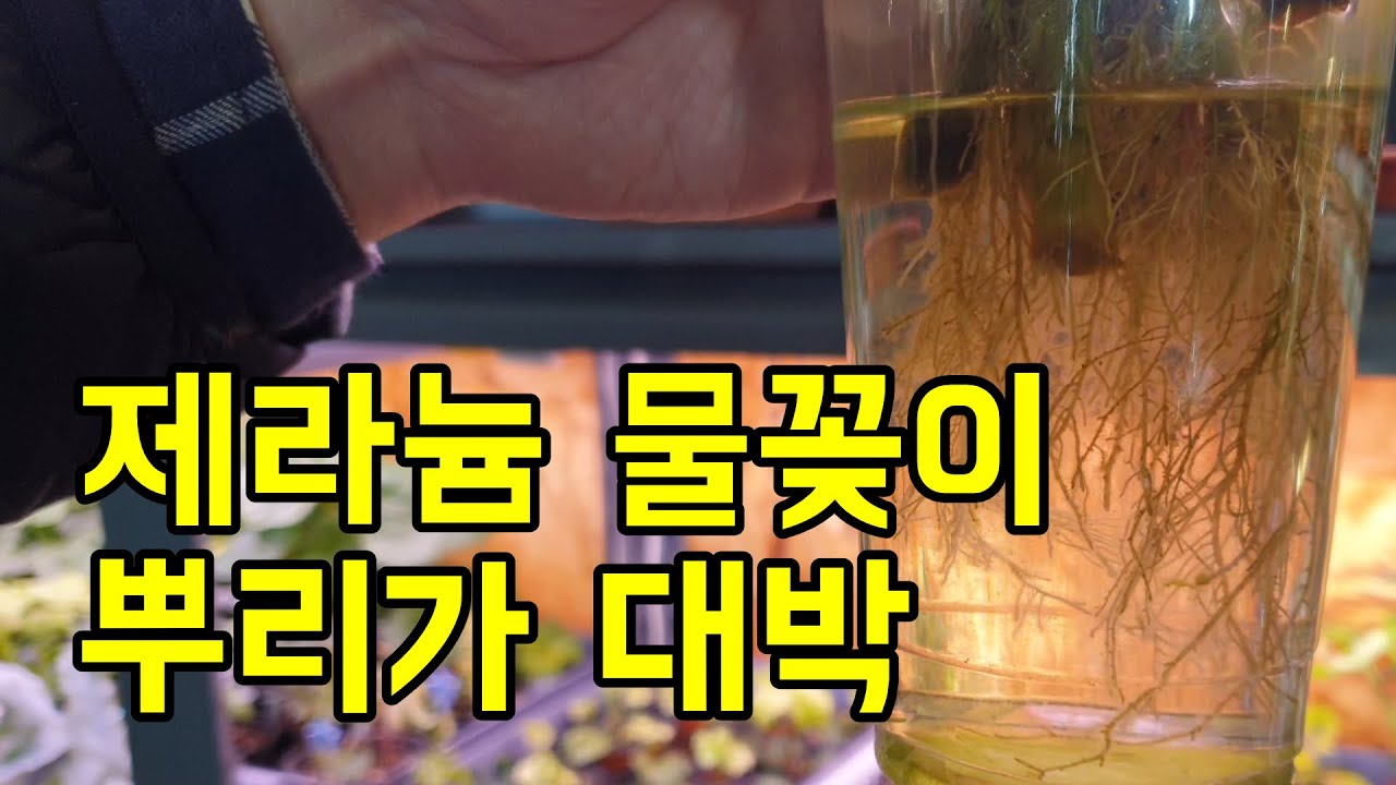 제라늄 물꽂이로 내린 풍성한 뿌리