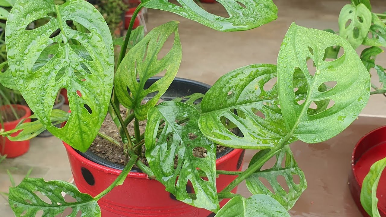 Swiss Cheese plant/Monstera Adansonii Care and propagation in Hanging baskets & pots