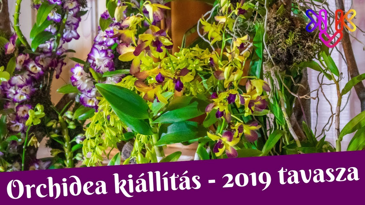 Orchidea kiállítás 2019 | Ázsia orchidea csodái a Vajdahunyad várában