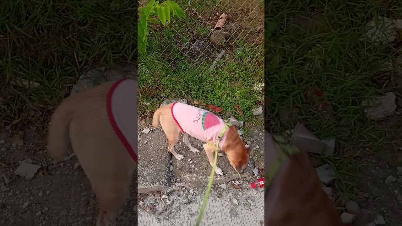 Afternoon Walk ni Ashiee 